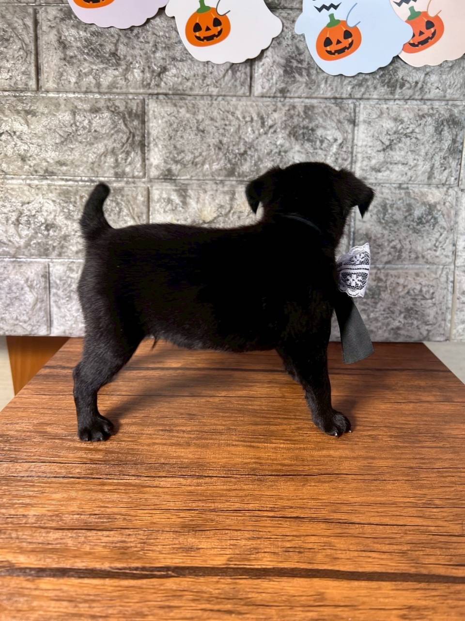 プチブラバンソン 　ご家族様が決まりました