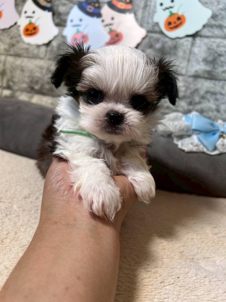 チワシーズー（チワワ×シーズー）ご家族様が決まりました