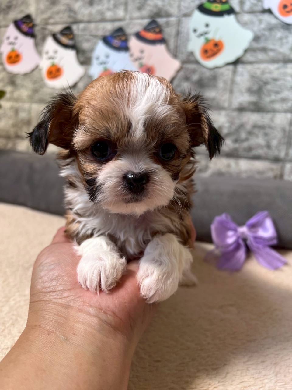 チワシーズー（チワワ×シーズー）ご家族様が決まりました