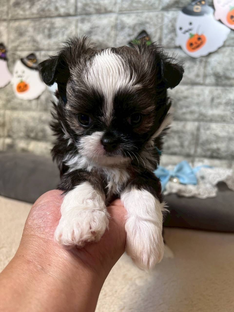 チワシーズー（チワワ×シーズー）ご家族様が決まりました