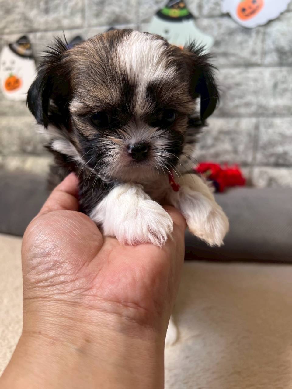 チワシーズー（チワワ×シーズー）ご家族様が決まりました