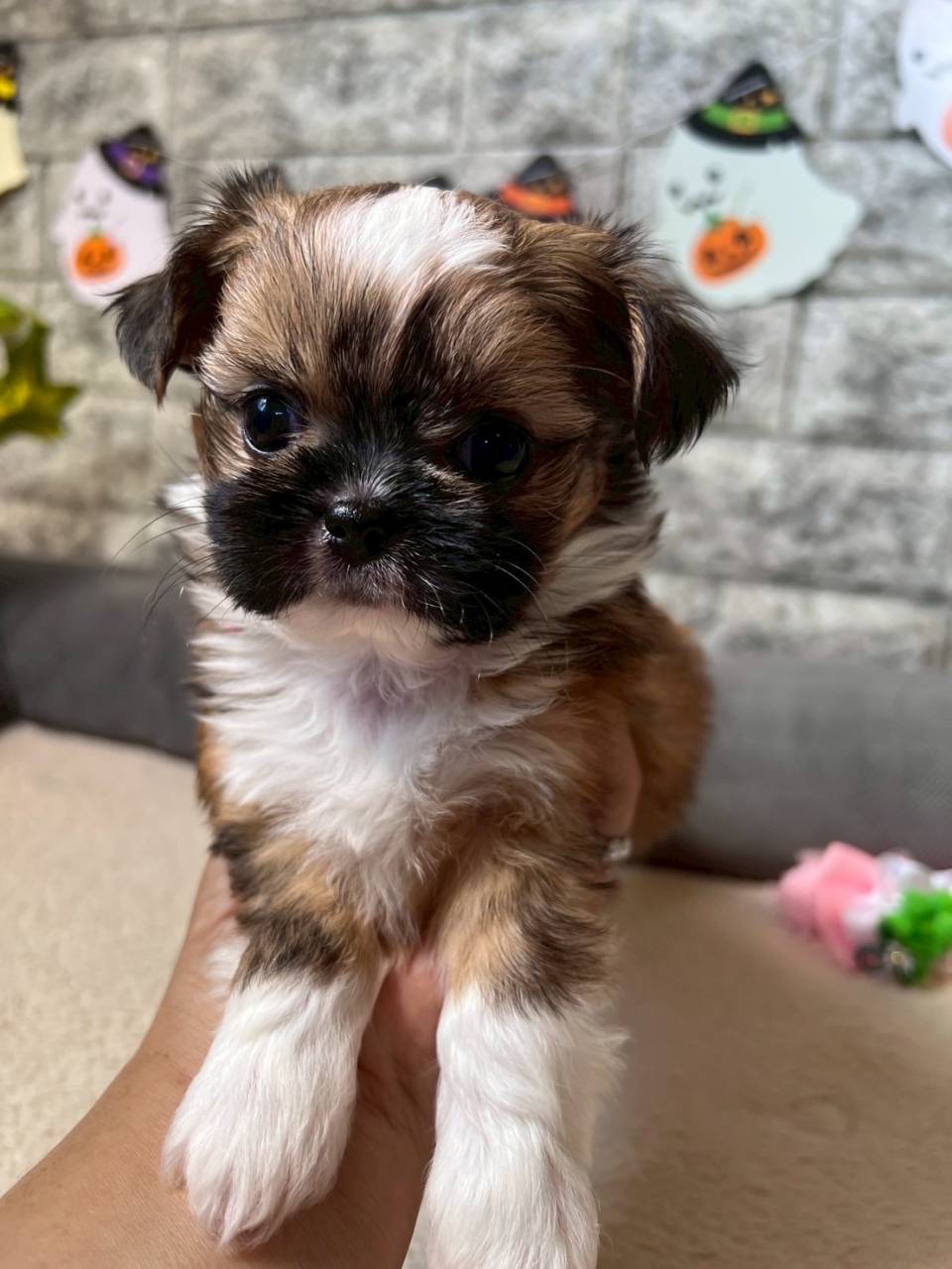 チワシーズー（チワワ×シーズー）ご家族様が決まりました