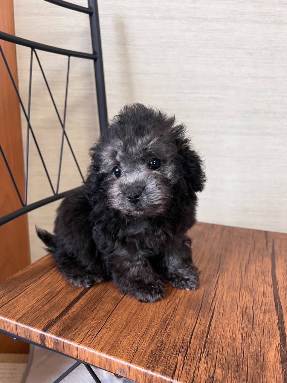 トイプードル　ご家族さま募集しております。