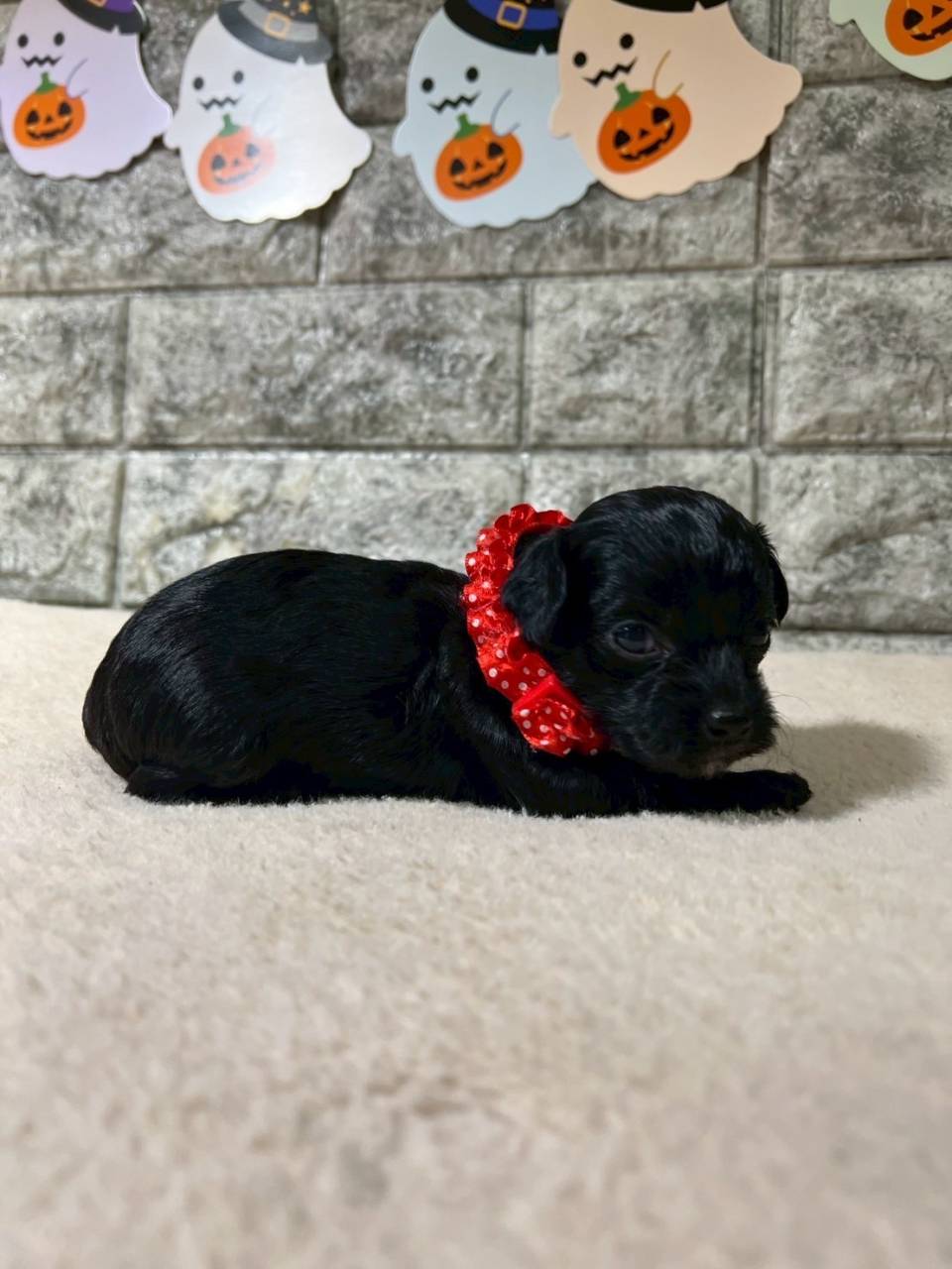 チワプー（チワワ×トイプードル）ご家族様が決まりました。