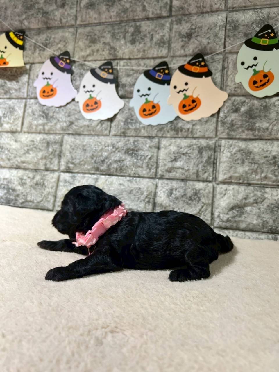 チワプー（チワワ×トイプードル）ご家族様が決まりました