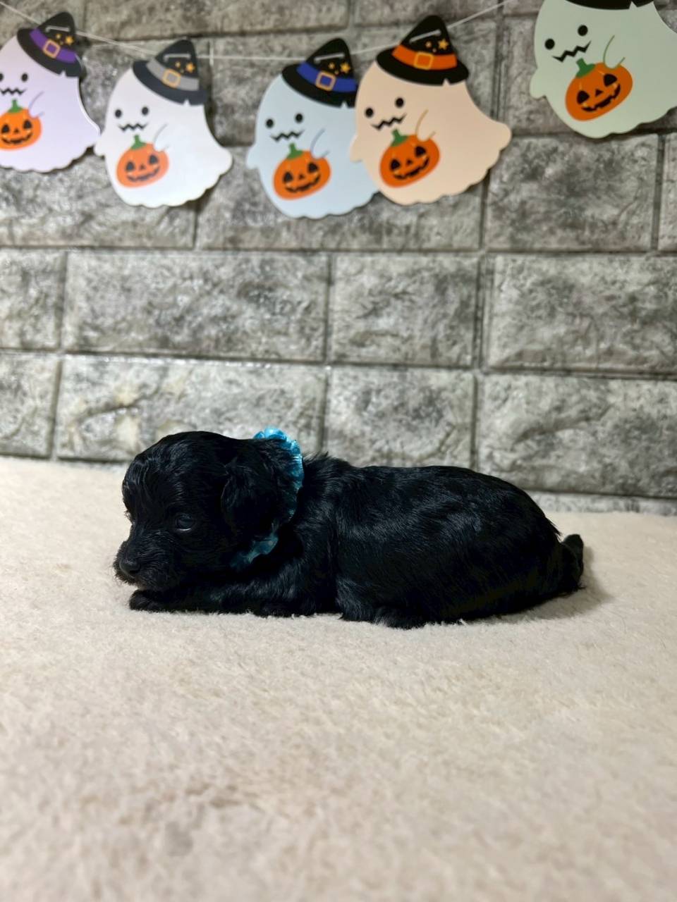 チワプー（チワワ×トイプードル）ご家族様が決まりました