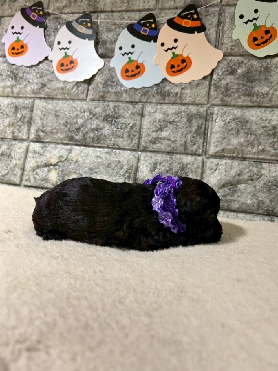 チワプー（チワワ×トイプードル）ご家族様が決まりました