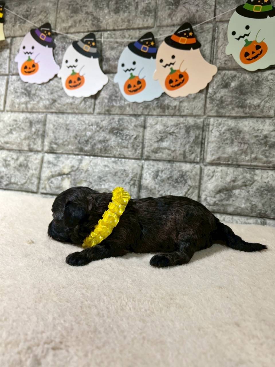 チワプー（チワワ×トイプードル）ご家族様が決まりました。