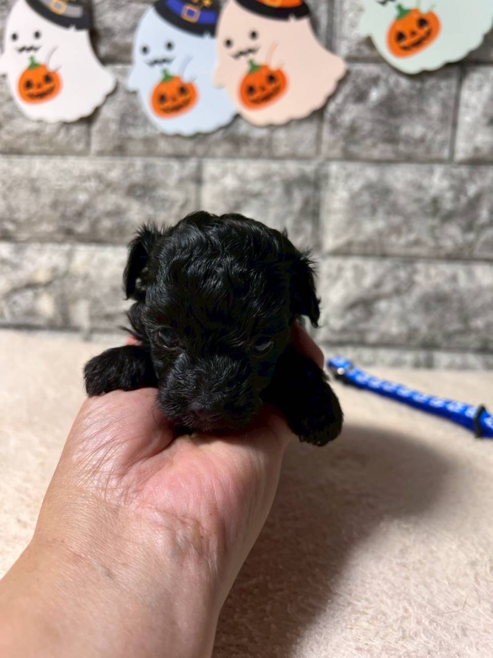 チワプー（チワワ×トイプードル）ご家族様が決まりました