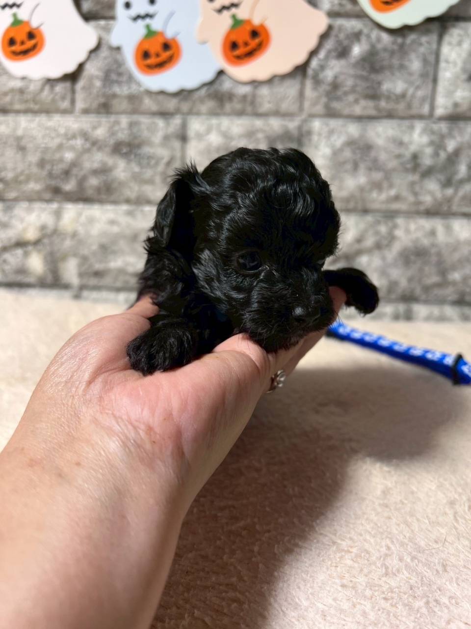 チワプー（チワワ×トイプードル）ご家族様が決まりました