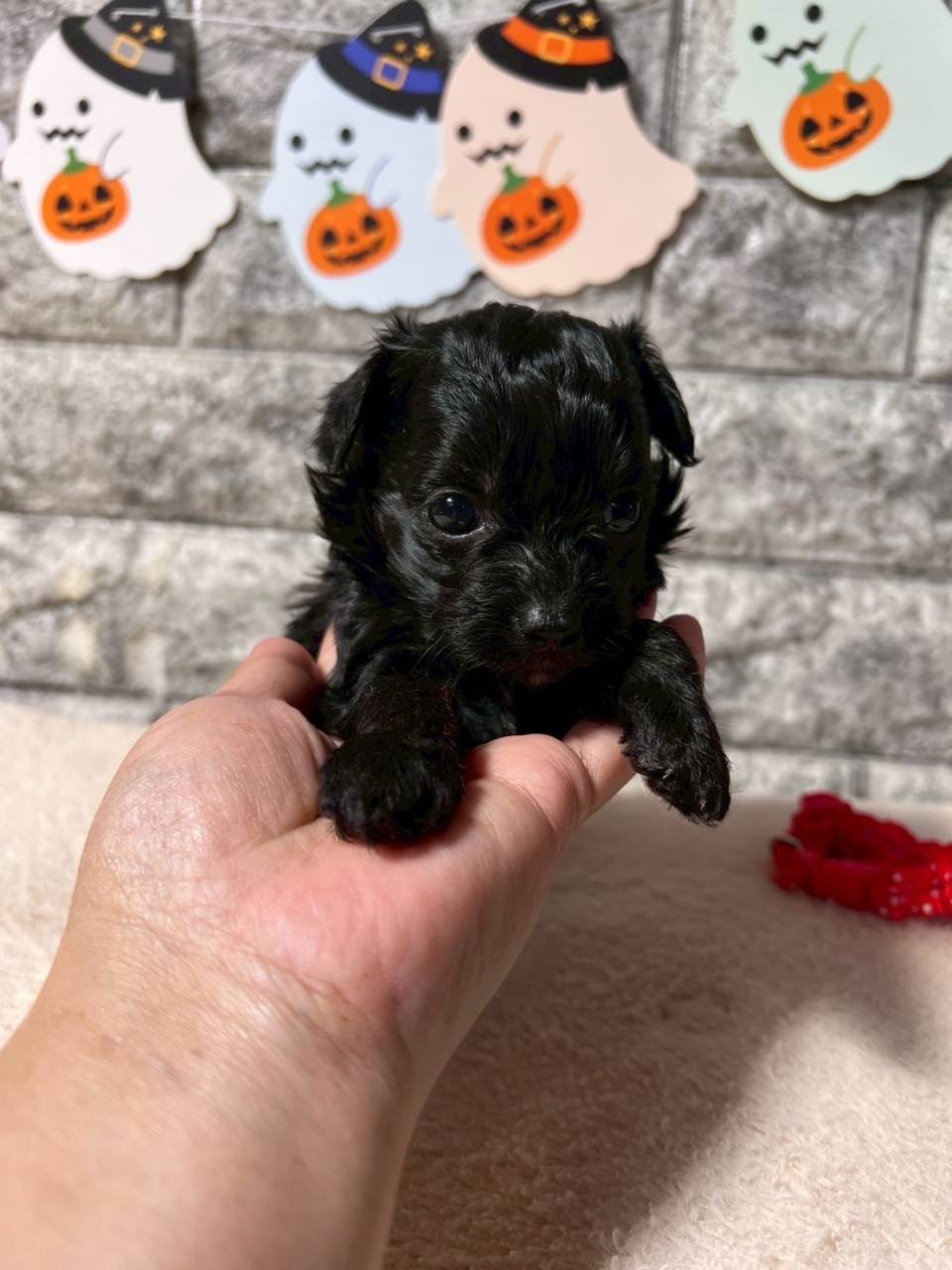 チワプー（チワワ×トイプードル）ご家族様が決まりました。