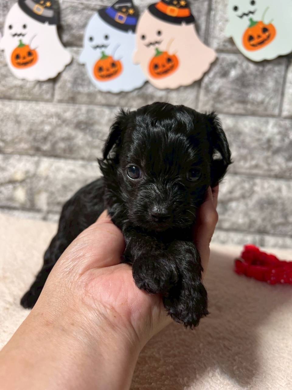 チワプー（チワワ×トイプードル）ご家族様が決まりました。