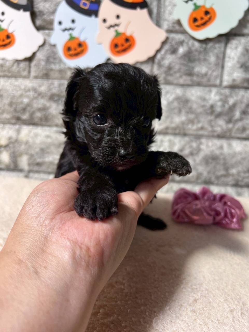 チワプー（チワワ×トイプードル）ご家族様が決まりました