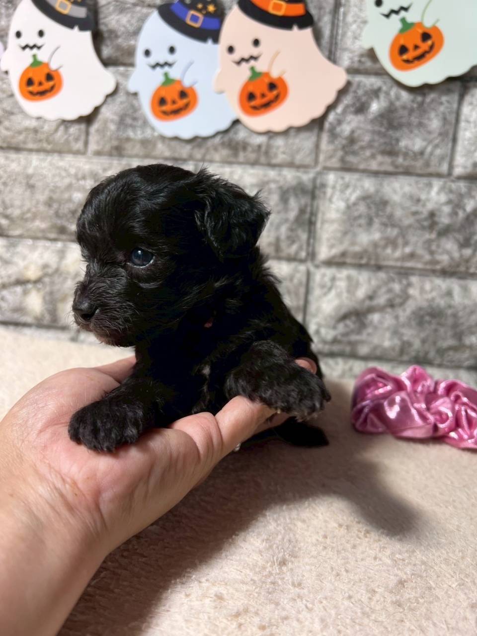 チワプー（チワワ×トイプードル）ご家族様が決まりました