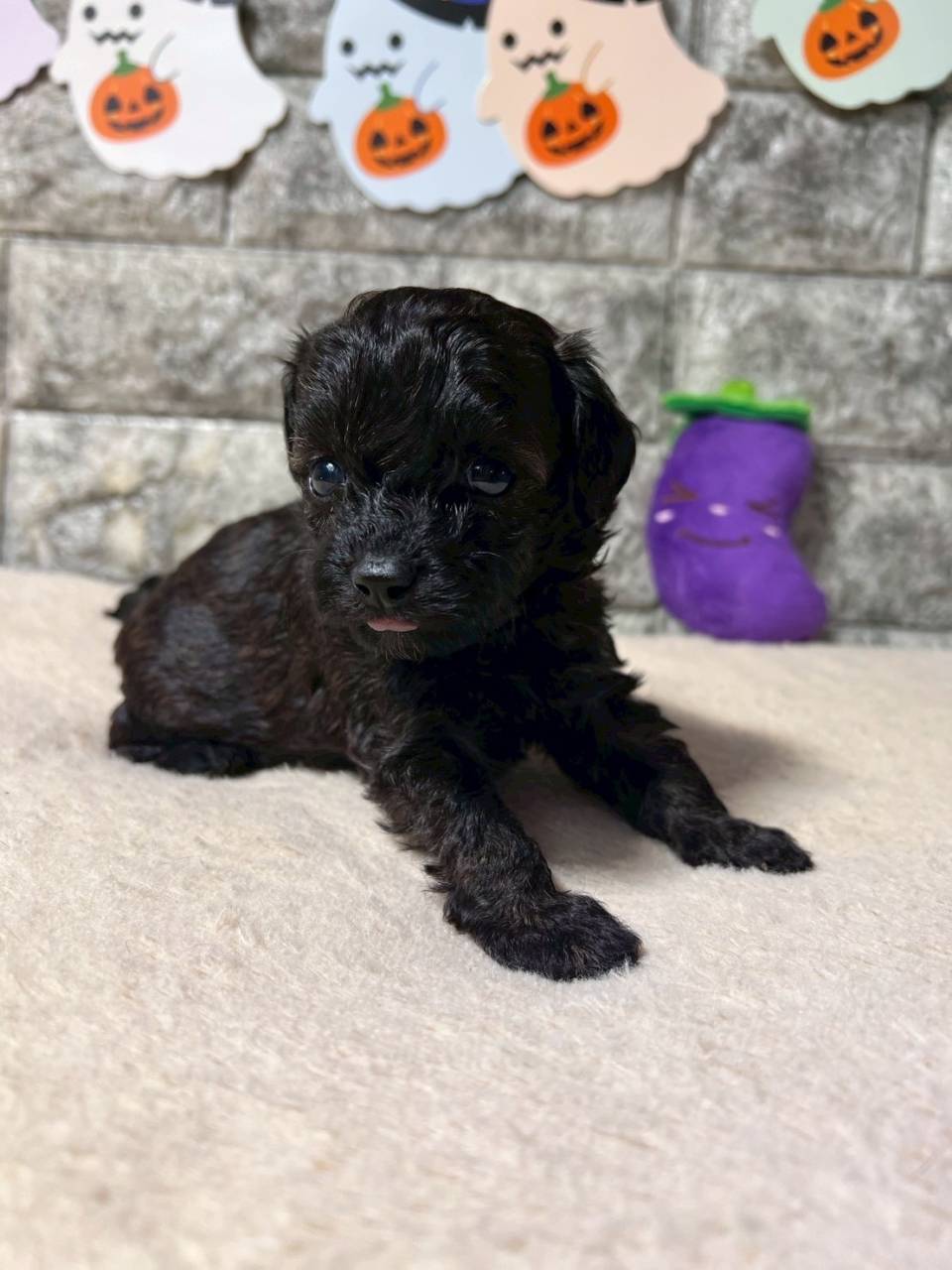 チワプー（チワワ×トイプードル）ご家族様が決まりました