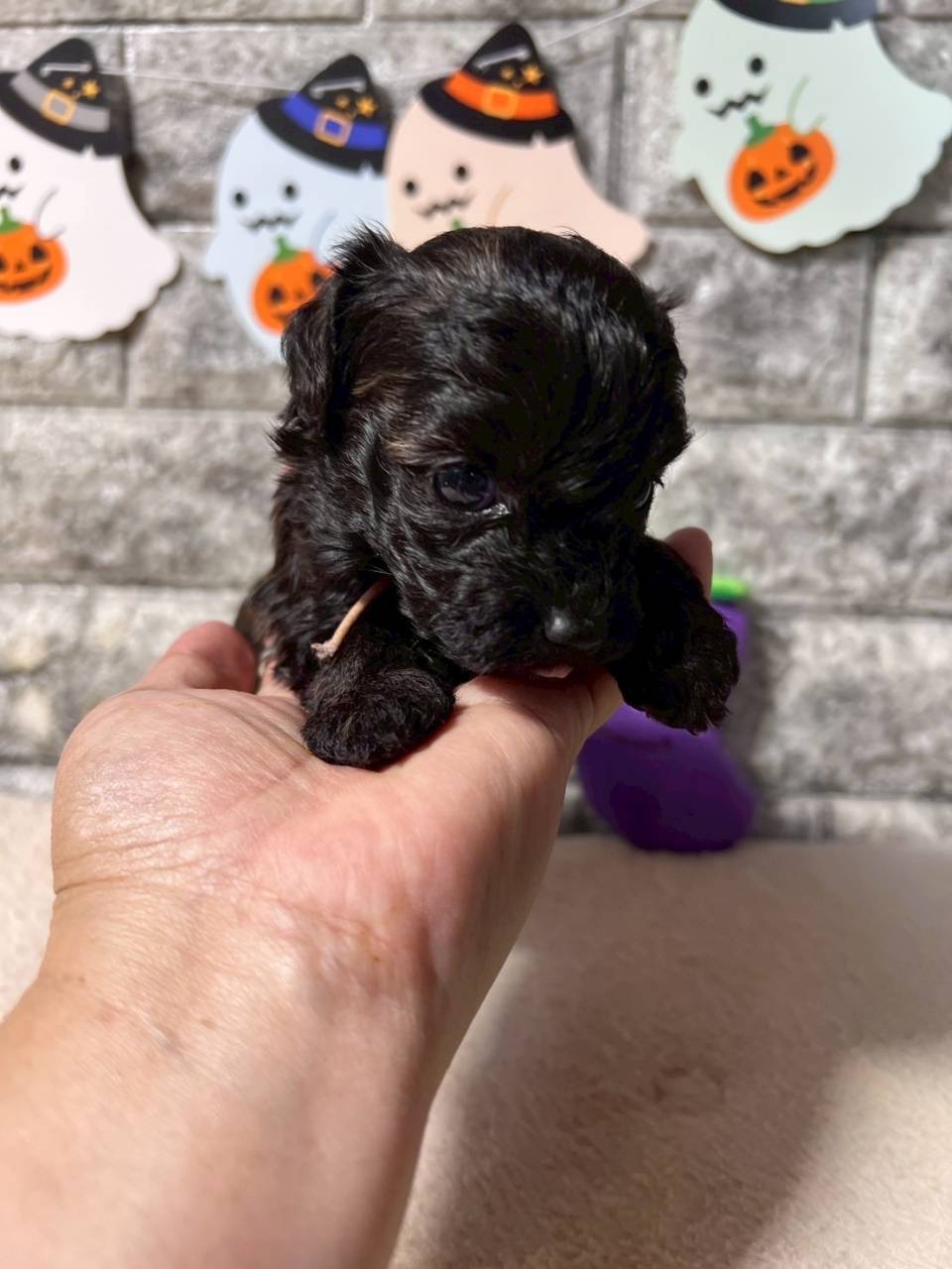 チワプー（チワワ×トイプードル）ご家族様が決まりました