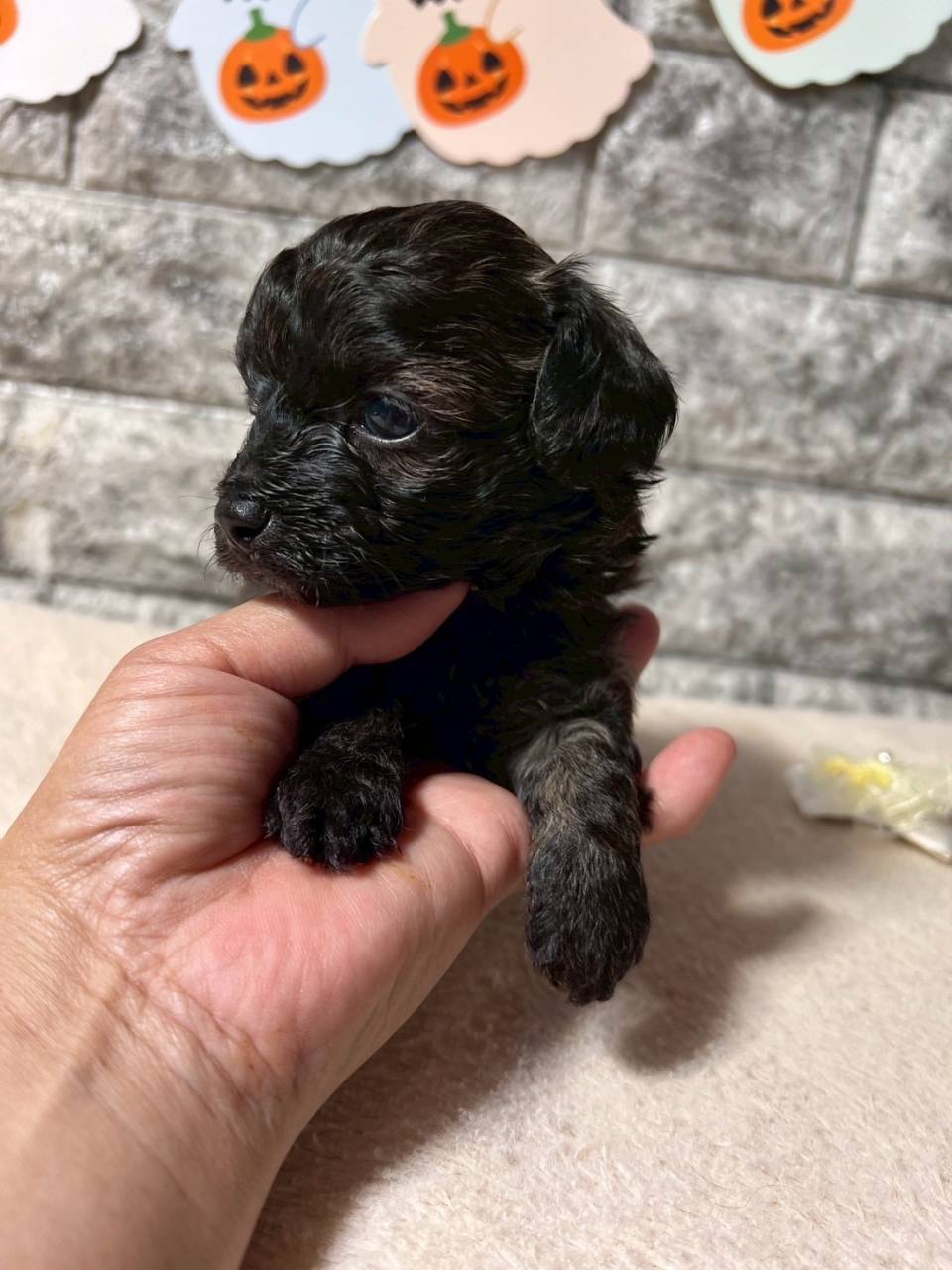 チワプー（チワワ×トイプードル）ご家族様が決まりました。