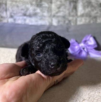 トイプードルの兄妹のお目目があきました👀❤岐阜県養老町のブリーダー「ワンダフルパピー」です。