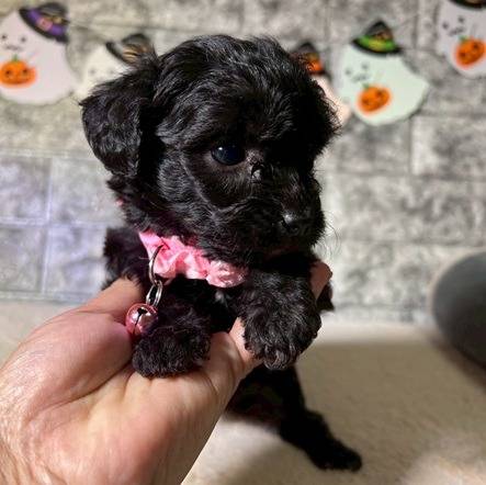 チワプー（チワワ×トイプードル）ご家族様が決まりました