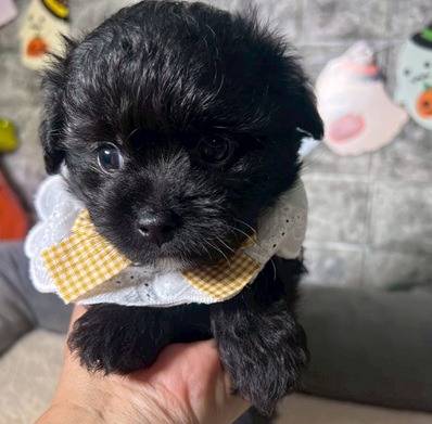 チワプー（チワワ×トイプードル）ご家族様が決まりました