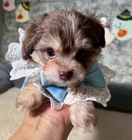 チワプー（チワワ×トイプードル）ご家族様が決まりました。