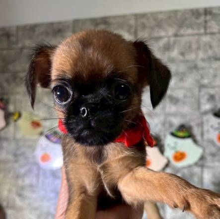 プチブラバンソン 　ご家族様が決まりました