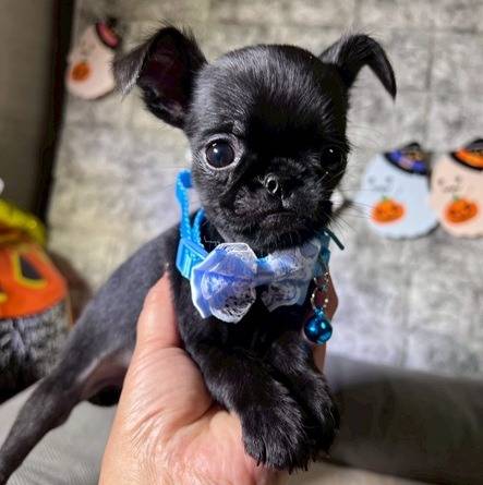 プチブラバンソン 　ご家族様が決まりました