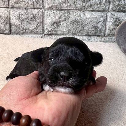 チワプー（チワワ×トイプードル）ご家族様が決まりました。