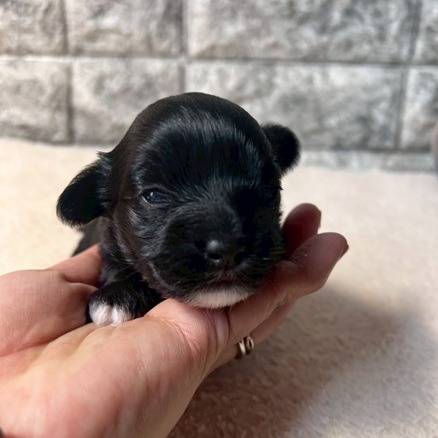 チワプー（チワワ×トイプードル）ご家族様が決まりました。