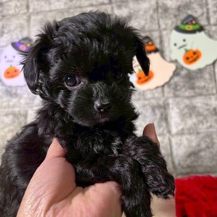 チワプー（チワワ×トイプードル）ご家族様が決まりました。