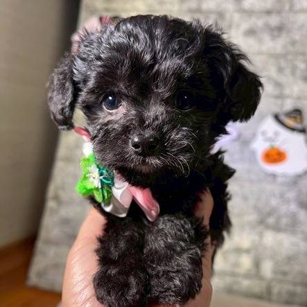 チワプー（チワワ×トイプードル）ご家族様が決まりました