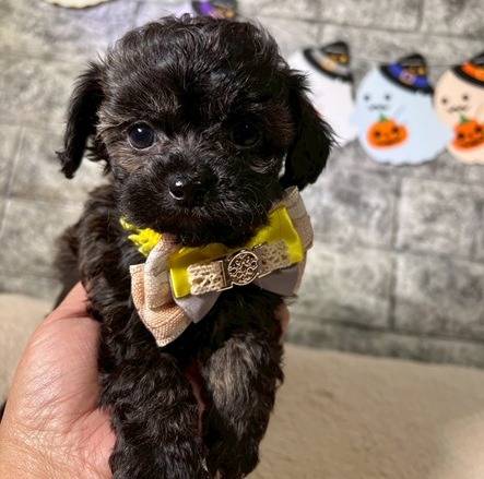 チワプー（チワワ×トイプードル）ご家族様が決まりました。