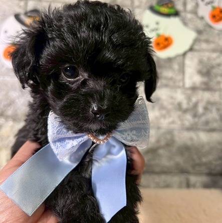 チワプー（チワワ×トイプードル）ご家族様が決まりました