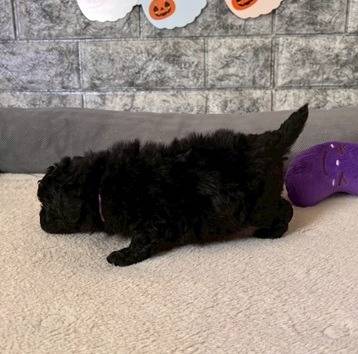 トイプードル　ご家族様が決まりました。