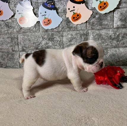 ブルドッグ　ご家族様が決まりました。