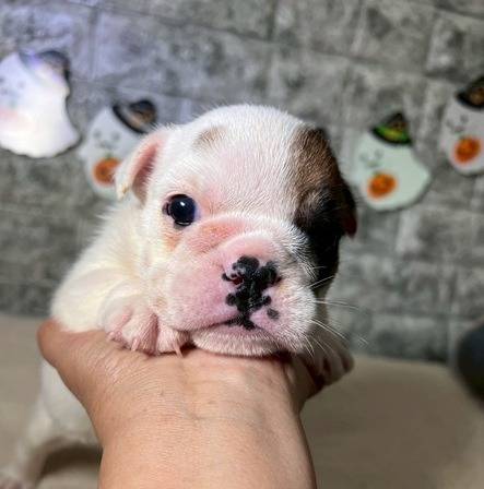 ブルドッグ　ご家族様決まりました。