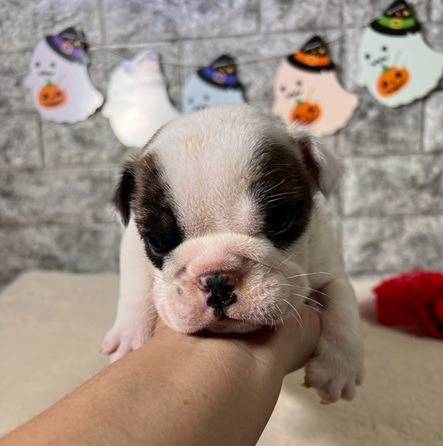 ブルドッグ　ご家族様が決まりました。