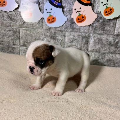 ブルドッグ　ご家族様決まりました。