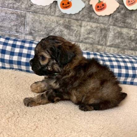 トイプードル　ご家族様が決まりました。