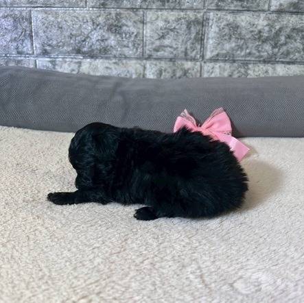 トイプードル　ご家族様が決まりました。