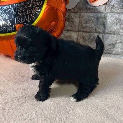 チワプー（チワワ×トイプードル）ご家族様が決まりました。