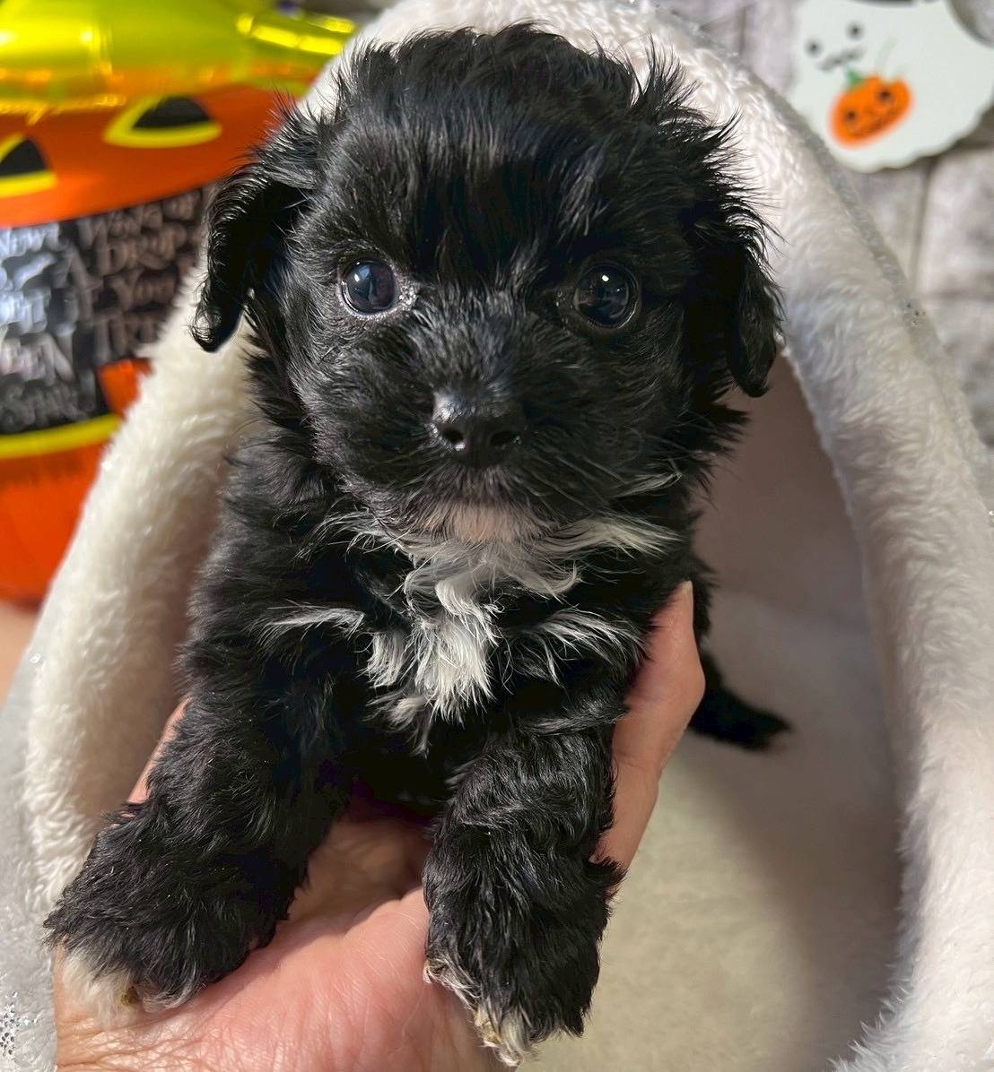 チワプー（チワワ×トイプードル）ご家族様が決まりました。