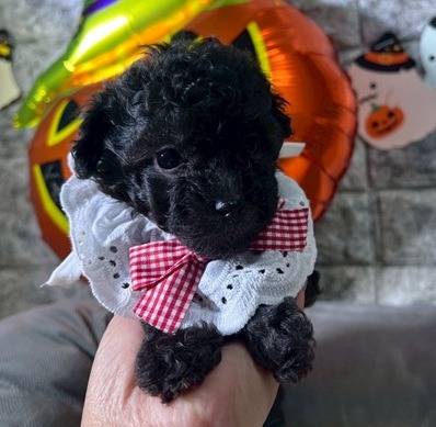 トイプードル　ご家族様が決まりました。