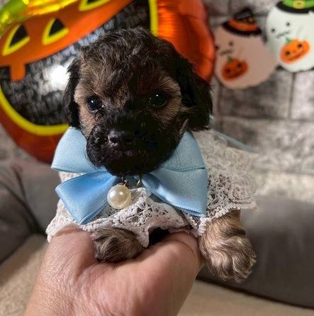 トイプードル　ご家族様が決まりました。