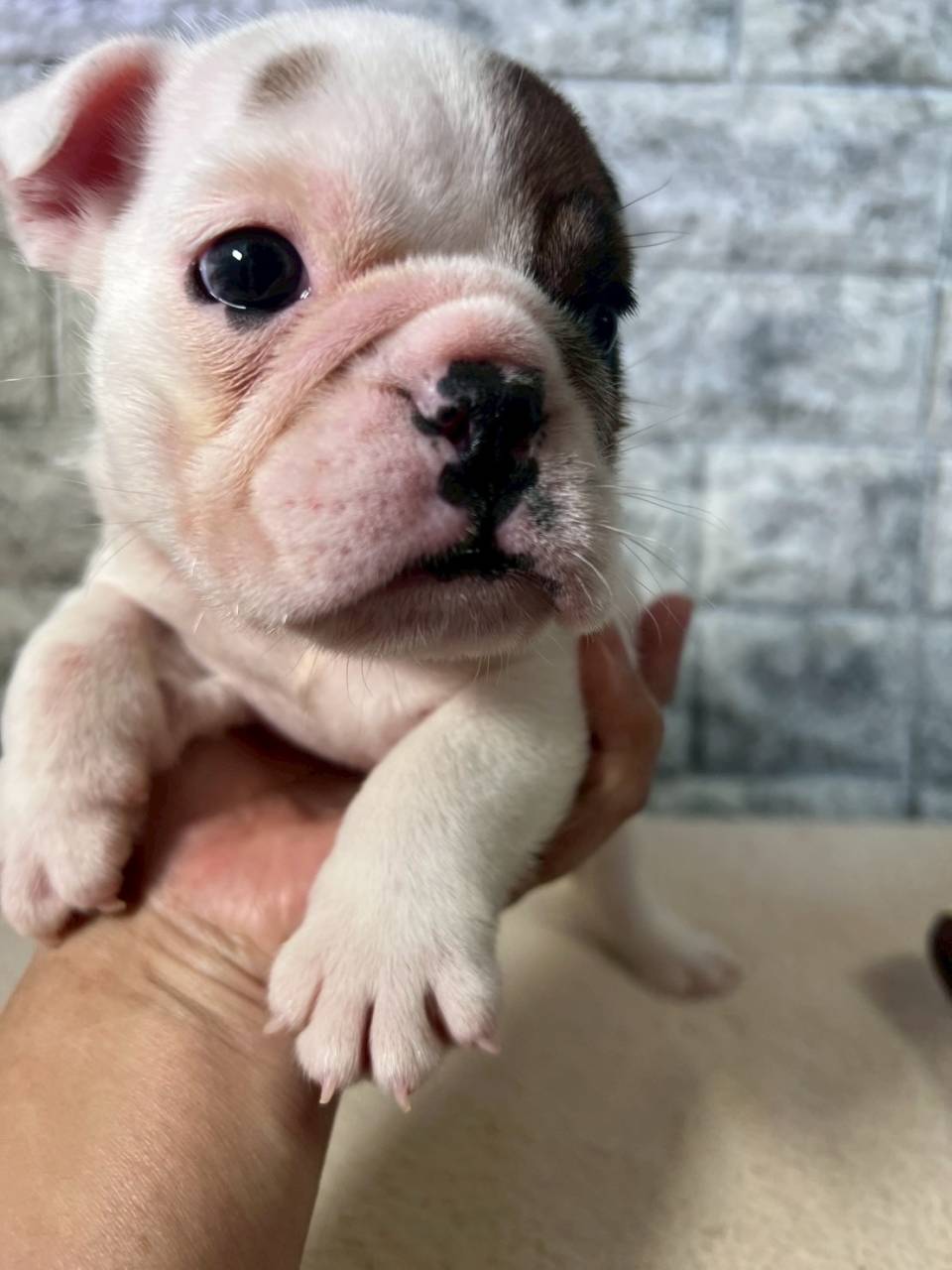 ブルドッグ　ご家族様決まりました。