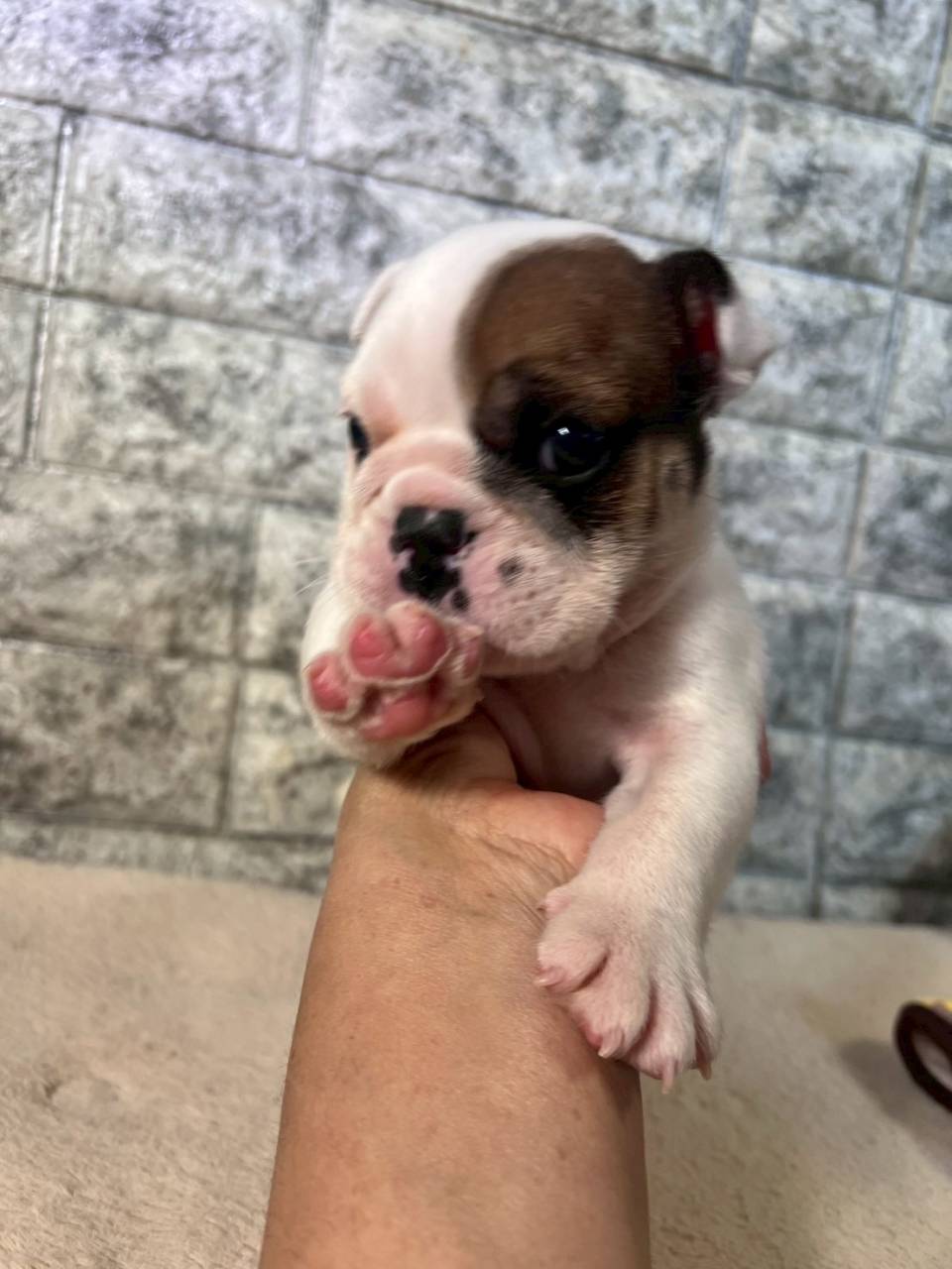 ブルドッグ　ご家族様決まりました。