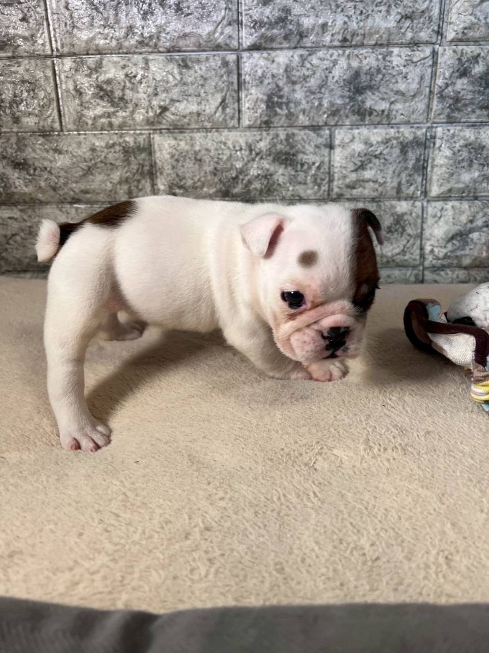 ブルドッグ　ご家族様決まりました。