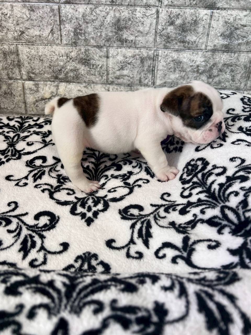 ブルドッグ　ご家族様が決まりました。