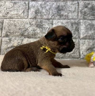 ブリュッセルグリフォン　ご家族様が決まりました。