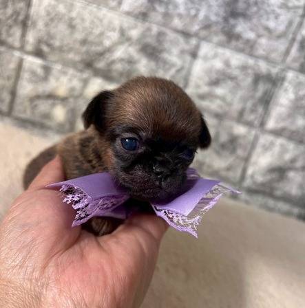 ブリュッセルグリフォン　ご家族様が決まりました